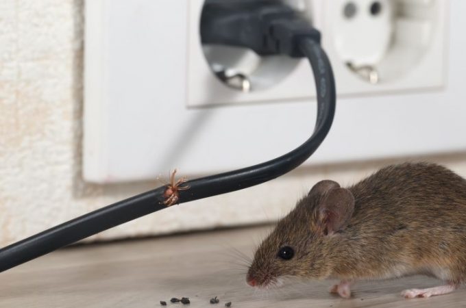 Financial Impact of Pest Infestation in Business Premises 
